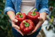 © Manu Padilla/Stocksy - Crop woman showing bell peppers in greenhouse