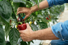 Crop Farmer Cutting Bell Pepper In Greenhouse