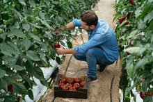 Young Farmer Picking Red Bell Peppers From Vine