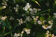 Closeup of buckwheat flowers growing outdoors