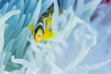 Anemonefish Lives In Sea Anemone