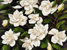 Double Blooming Gardenia Tree With Flowers – Tree Botanical Painting