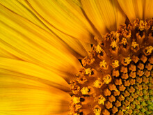 Sunflower In Detail
