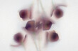 © Beatrix Boros/Stocksy - Abstract flower