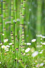 Snakegrass Horsetail Plant