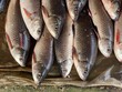 © Dream Lover/Stocksy - Close up view fresh fish selling in a small shop