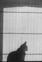 Silhouette Of A Cat On The Windowsill.