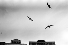 Seagulls In Venice