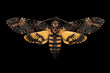 © Jennifer Markwirth/Stocksy - African death's-head hawkmoth 1