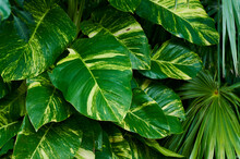 Lush Tropical Foliage In A Garden
