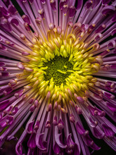 Multicolored Purple And Yellow Chrysanthemum