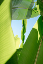 Tropical Leaves And Blue Sky