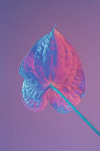 An Anthurium Looks Minimalist With Pastel Lights