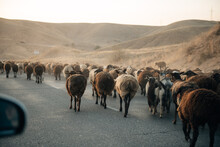 Herd Of Sheep Running Along The Dusty Road