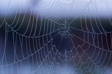 Spider Web With Dew Drops Without Spider At Morning With Selective Focus Closeup