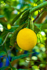 Poster - lemon with green leaves on tree branch