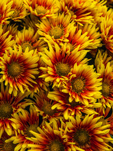Cluster Of Red, Orange And Yellow Chrysanthemums