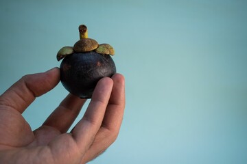 Poster - Person holding a Colombian Mangosteen fruit on blue background with copyspace for text