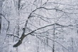 © Cosma Andrei/Stocksy - Frozen tree in winter woods