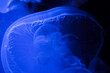 © Simone Wave/Stocksy - Blue Abstract Jellyfish