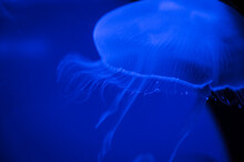 Blue Abstract Jellyfish