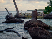 Uprooted Fallen Coconut Palm Trees - Sea Level Rise, Pacific Island