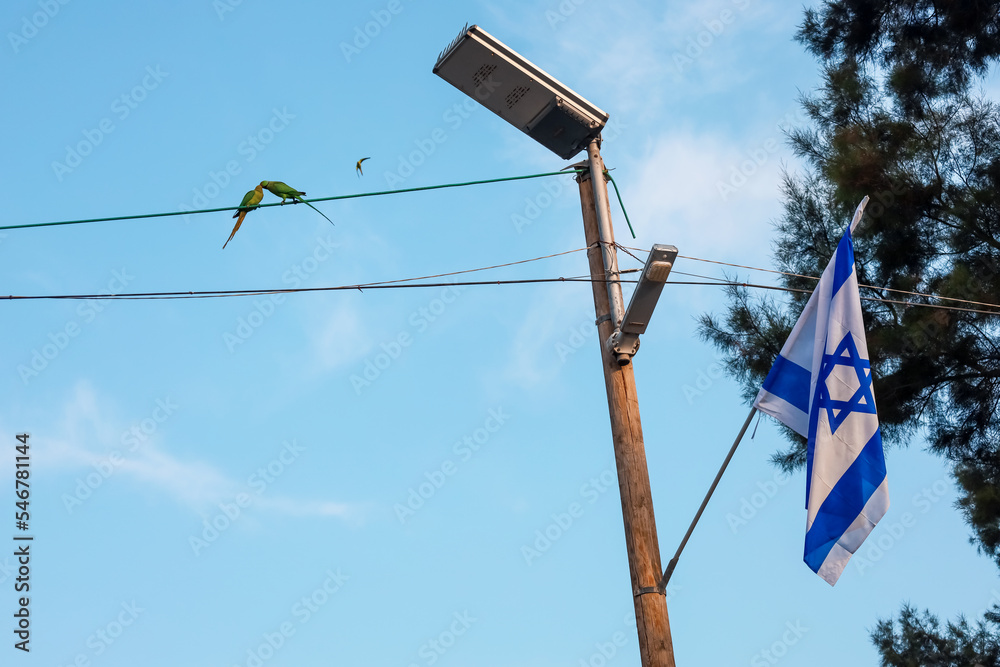 Cute parrots sitting on wires against sky background
