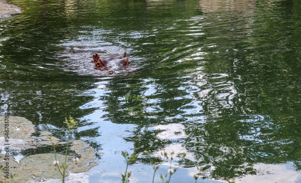Cute hippopotamus in zoological garden