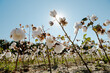 © Maryanne Gobble/Stocksy - Cotton Farm