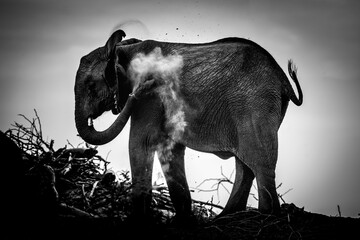 Poster - Elephant standing in field in black and white