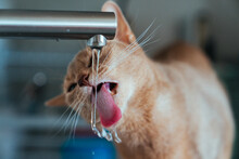 The Cat Drinks Running Water From The Tap.