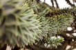 Closeup of araucaria araucana branches in a garden under the sunlight with a blurry background