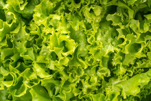 Close Up Green Curly Lettuce Leaves, Fresh Frilled Lettuce Vegetable For Healthy Salad.