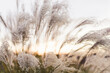 © Holly Clark/Stocksy - Beautiful golden sunlight shines through soft waying tall dry grasses