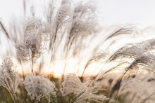 Beautiful Golden Sunlight Shines Through Soft Waying Tall Dry Grasses