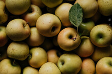 Freshly Harvested Apple