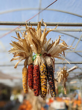 Ornamental Rainbow Corn
