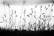 © Marcel/Stocksy - Grass stalks in black and white