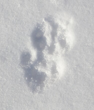 Cat Footprints On White Snow. Close-up .