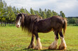 Portrait of a Shire horse in a meadow of green grass