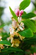 Vertical selective focus shot of pink Tatarian honeysuckle flower in the garden