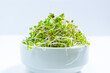 Young green radish microgreen sprouts grown for food in bowl. Concept of growing greens for healthy eating, vegetarianism, wholesome foods and veganism.