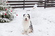 © Olga Gorchichko - Australian Shepherd dog in winter garden