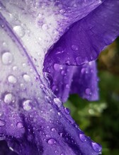 Fleur Goutte D'eau Iris Mauve