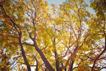 Poster - Trees in a park