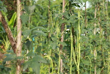 Vigna Backyard Yard Long Bean, Is Growing Ready To Be Harvested As A Vegetable Grown In Thailand.