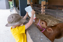 A Boy Feeding Baby Calf From The Bottle On A Farm. 