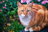 Fototapeta Koty - Beautiful red cat outdoors on an autumn day