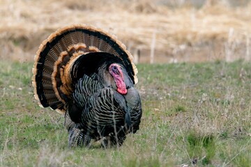 Selective focus of a wild turkey (Meleagris gallopavo) with a wide rounded tail, walking in a field