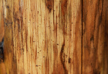 Texture Of Yellow Brown Burnt Wood With Long Stripes